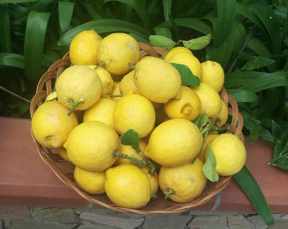 Villa I Limoni del Sud Sardegna Assemini Esterno foto